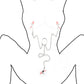 4/3 Nipple Clamp Clitoris Labia Clip with Chain Female Breast Stimulator Massager Bdsm Bondage Adult Sex Products for Women